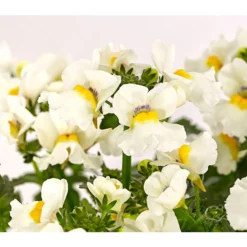 Elfenspiegel, Verschiedene Sorten -Angebote Biohort Store 8815888 PR DE 006 NemesiaElfenspiegelT11DehnerExpressHerzig