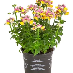 Elfenspiegel, Verschiedene Sorten -Angebote Biohort Store 8815888 PR FS 001 NemesiaElfenspiegelT11DehnerExpressHerzig