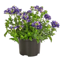 Elfenspiegel, Verschiedene Sorten -Angebote Biohort Store 8815888 PR FS 002 NemesiaElfenspiegelT11DehnerExpressHerzig