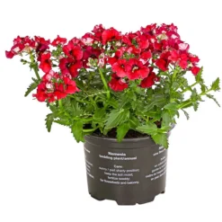 Elfenspiegel, Verschiedene Sorten -Angebote Biohort Store 8815888 PR FS 004 NemesiaElfenspiegelT11DehnerExpressHerzig