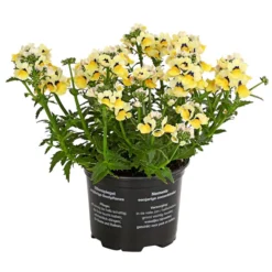 Elfenspiegel, Verschiedene Sorten -Angebote Biohort Store 8815888 PR FS 005 NemesiaElfenspiegelT11DehnerExpressHerzig