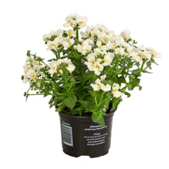 Elfenspiegel, Verschiedene Sorten -Angebote Biohort Store 8815888 PR FS 006 NemesiaElfenspiegelT11DehnerExpressHerzig