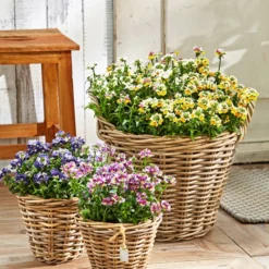 Elfenspiegel, Verschiedene Sorten -Angebote Biohort Store 8815888 PR MO 001 NemesiaBL18NeuUveSauer