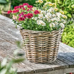 Elfenspiegel, Verschiedene Sorten -Angebote Biohort Store 8815888 PR MO 014 NemesiaElfenspiegelherzig