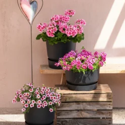 Minihängepetunie 'Rosenauge' -Angebote Biohort Store 8815938 6769020 6714232 8811580 8818445 WE MO 001 MHPRosenaugeKnutschfleck