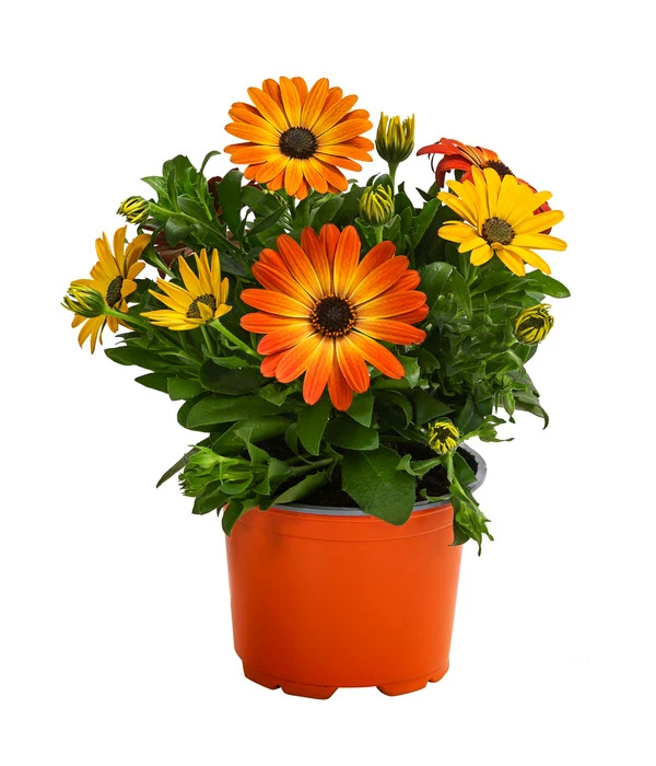 Kapkörbchen, Orange 3 Kapkörbchen, Orange