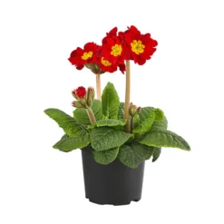 Stängelprimel, Verschiedene Farben -Angebote Biohort Store 8816498 PR FS 001 PrimelStaengelprimelPrimulaT12DehnerExpressHerzig