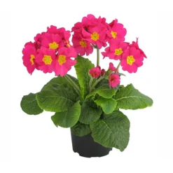 Stängelprimel, Verschiedene Farben -Angebote Biohort Store 8816498 PR FS 002 StaengelprimelPrimulaElatiorT12DehnerExpressHerzig