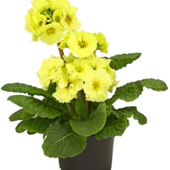 Stängelprimel, Verschiedene Farben -Angebote Biohort Store 8816498 PR FS 002 StaengelprimelPrimulaElatiorT12DehnerHerzig