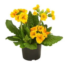 Stängelprimel, Verschiedene Farben -Angebote Biohort Store 8816498 PR FS 003 StaengelprimelPrimulaElatiorT12DehnerHerzig