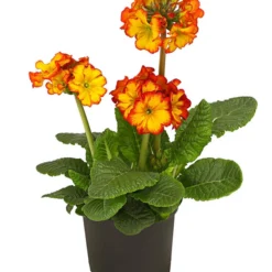 Stängelprimel, Verschiedene Farben -Angebote Biohort Store 8816498 PR FS 004 StaengelprimelPrimulaElatiorT12DehnerHerzig