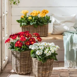 Stängelprimel, Verschiedene Farben -Angebote Biohort Store 8816498 WE MO 001 StaengelprimelPrimulaElatiorT12BL02