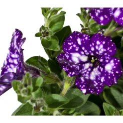 Hängepetunie 'Night Sky' -Angebote Biohort Store 8816506 WE DE 002 PetuniaNightSky DehnerExpressWunderlich