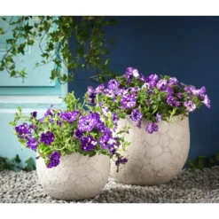 Hängepetunie 'Night Sky' -Angebote Biohort Store 8816506 WE MO 004 HaengepetunieNightSkyHaengepetunieT12