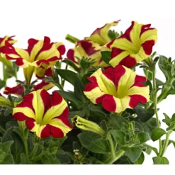 Hängepetunie 'Queen Of Hearts®' -Angebote Biohort Store 8816555 PR DE 001 HaengepetunieQueenOfHeartsDehnerExpressHerzig