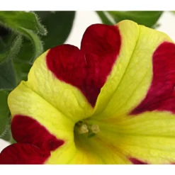 Hängepetunie 'Queen Of Hearts®' -Angebote Biohort Store 8816555 PR DE 002 HaengepetunieQueenOfHeartsDehnerExpressHerzig