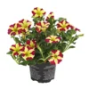 Hängepetunie 'Queen Of Hearts®' -Angebote Biohort Store 8816555 PR FS 001 HaengepetunieQueenOfHeartsDehnerExpressHerzig