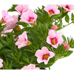 Minihängepetunie 'Rosenauge' -Angebote Biohort Store 8816639 WE DE 001 MinihaengepetunieCalibrachoaHybrideMixT12OWDehnerExpressHerzig