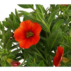 Minihängepetunie, Orange -Angebote Biohort Store 8816837 PR DE 001 CalibrachoaMinihaengepetunieOrangeDehnerExpressHerzig
