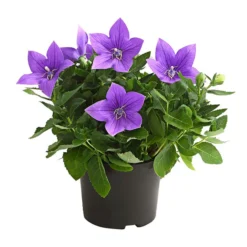 Ballonblume, Verschiedene Farben