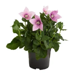 Ballonblume, Verschiedene Farben -Angebote Biohort Store 8817124 PR FS 001 PlatycodonGrandiflorusBallonblumeDehnerZS
