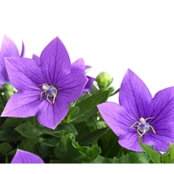 Ballonblume, Verschiedene Farben -Angebote Biohort Store 8817124 WE DE 001 BallonblumePlatycodonGrandiflorusMixT12BlauDehnerExpressHerzig