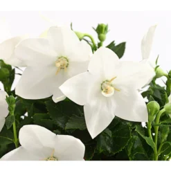 Ballonblume, Verschiedene Farben -Angebote Biohort Store 8817124 WE DE 001 PlatycodonBallonblumeMixWeissT12DehnerExpressHerzig