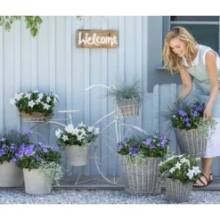 Ballonblume, Verschiedene Farben -Angebote Biohort Store 8817124 WE MO 001 PlatycodonFestuca2021GC13