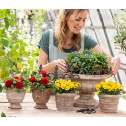 Ranunkel, Verschiedene Farben -Angebote Biohort Store 8817355 6874812 6855456 8244501 8808214 WE MO 001 GC02 2022