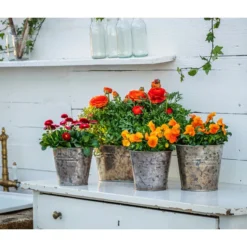 Ranunkel, Verschiedene Farben -Angebote Biohort Store 8817355 8810079 WE MO 001 RanunkelnGaensebluemchen