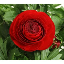 Ranunkel, Verschiedene Farben -Angebote Biohort Store 8817355 PR DE 001 RanunkelnT11DehnerExpressHerzig