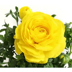 Beet- & Balkonpflanzen-Set Gelber Frühling, 6-teilig -Angebote Biohort Store 8817355 PR DE 002 RanunkelnT11DehnerExpressHerzig 1