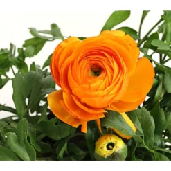 Ranunkel, Verschiedene Farben -Angebote Biohort Store 8817355 PR DE 003 RanunkelnT11DehnerExpressHerzig