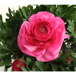 Beet- & Balkonpflanzen-Set Rosa Frühling, 6-teilig -Angebote Biohort Store 8817355 PR DE 004 RanunkelnT11DehnerExpressHerzig 1