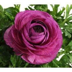 Ranunkel, Verschiedene Farben -Angebote Biohort Store 8817355 PR DE 005 RanunkelnT11DehnerExpressHerzig