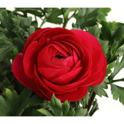 Ranunkel, Verschiedene Farben -Angebote Biohort Store 8817355 PR DE 006 RanunkelnT11DehnerExpressHerzig