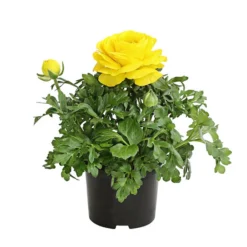 Ranunkel, Verschiedene Farben -Angebote Biohort Store 8817355 PR FS 002 RanunkelnT11DehnerExpressHerzig