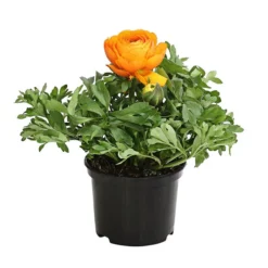 Ranunkel, Verschiedene Farben -Angebote Biohort Store 8817355 PR FS 003 RanunkelnT11DehnerExpressHerzig