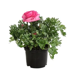 Beet- & Balkonpflanzen-Set Rosa Frühling, 6-teilig -Angebote Biohort Store 8817355 PR FS 004 RanunkelnT11DehnerExpressHerzig 1