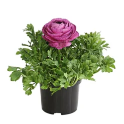 Ranunkel, Verschiedene Farben -Angebote Biohort Store 8817355 PR FS 005 RanunkelnT11DehnerExpressHerzig