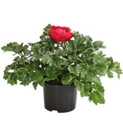 Ranunkel, Verschiedene Farben -Angebote Biohort Store 8817355 PR FS 006 RanunkelnT11DehnerExpressHerzig