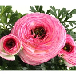 Beet- & Balkonpflanzen-Set Traum In Rosa, 6-teilig -Angebote Biohort Store 8817355 WE DE 012 RanunkelRanunculusT11DehnerExpressHerzig