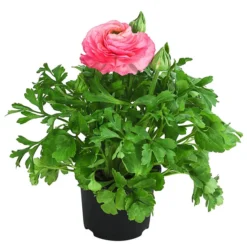 Beet- & Balkonpflanzen-Set Traum In Rosa, 6-teilig -Angebote Biohort Store 8817355 WE FS 013 RanunkelRanunculusT11DehnerExpressHerzig