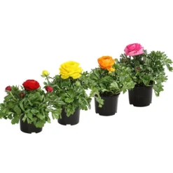 Ranunkel, Verschiedene Farben