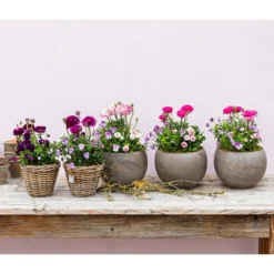 Beet- & Balkonpflanzen-Set Rosa Frühling, 6-teilig -Angebote Biohort Store 8817355 WE MO 001 FruejahrTrioMixies 2