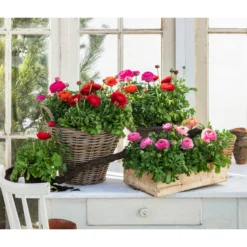 Ranunkel, Verschiedene Farben -Angebote Biohort Store 8817355 WE MO 001 Ranunkeln