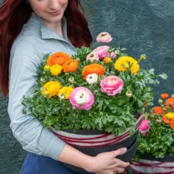 Ranunkel, Verschiedene Farben -Angebote Biohort Store 8817355 WE MO 002 Ranunkeln