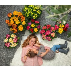 Stängelprimel, Schale -Angebote Biohort Store 8817397 8261463 WE MO 001 PrimelnPrimulaSchale