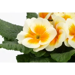 Primel In Sonderfarben, Verschiedene Sorten -Angebote Biohort Store 8817439 WE DE 001 PrimulaSonderfarbenGelbT12