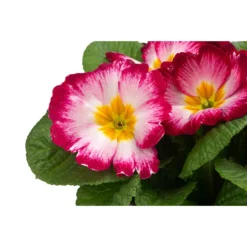 Primel In Sonderfarben, Verschiedene Sorten -Angebote Biohort Store 8817439 WE DE 002 PrimulaSonderfarbenPinkT12